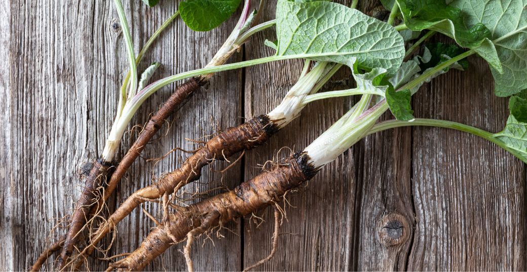 Burdock Root Burdock Root