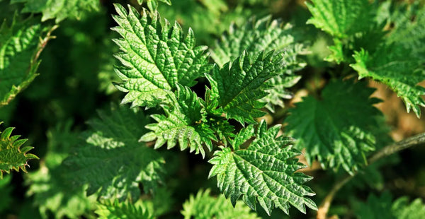 Top 5 Health Benefits of Nettle Leaf