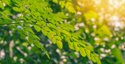 10 Surprising Moringa Benefits for Women