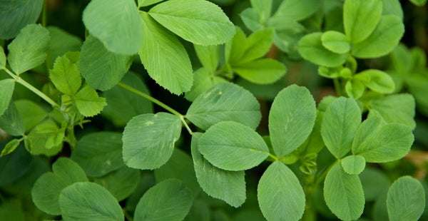 Top 9 Potential Alfalfa Leaf Benefits You Need to Know