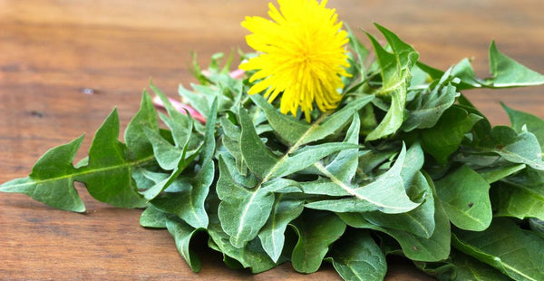 12 Remarkable Dandelion Leaf Health Benefits