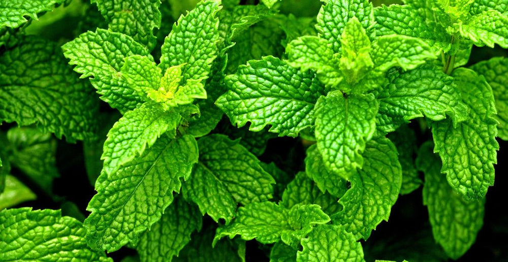 Mint leaf Benefits 