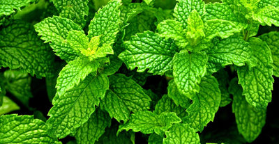 15 Potential Benefits of Peppermint, According to a Nutritionist